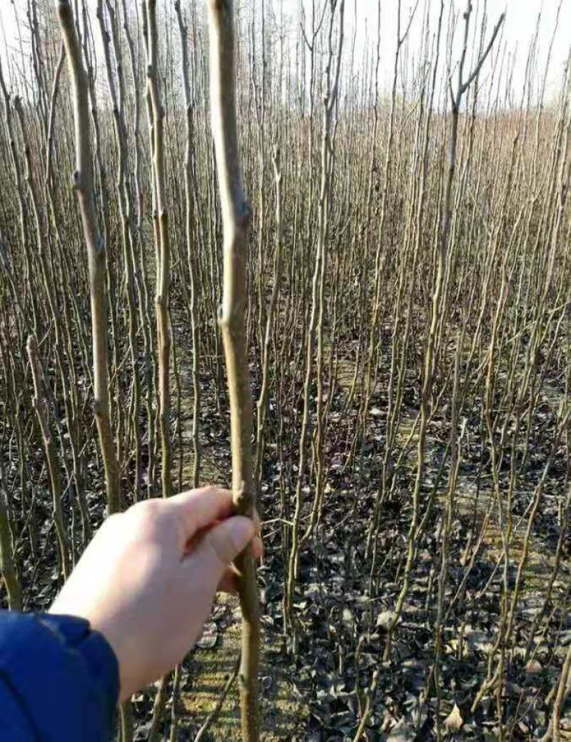 梨苗新品种秋月梨树苗奥红一号，黄金2号，玉露香苗基地批发