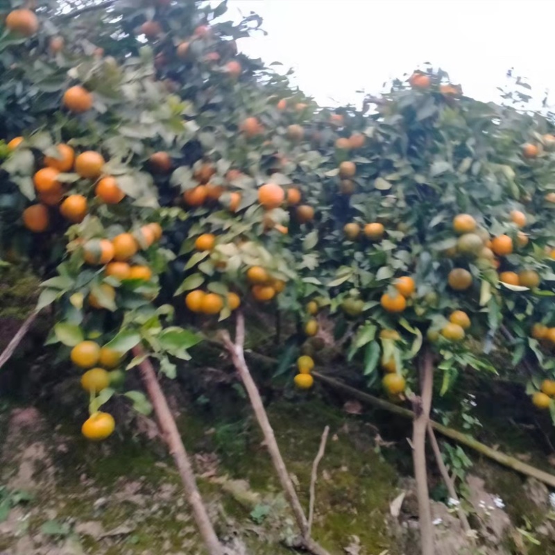 云南高原沃柑已经大量上市了，价格实惠，欢迎各位客商前来
