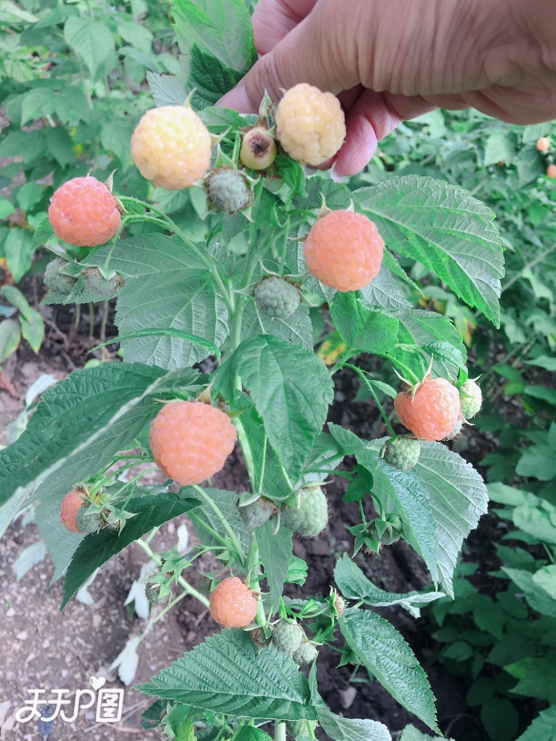 黄树莓苗双季黄树莓苗南方北方盆栽地栽当年结果苗