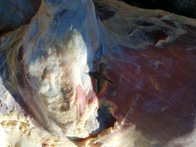 冬肉