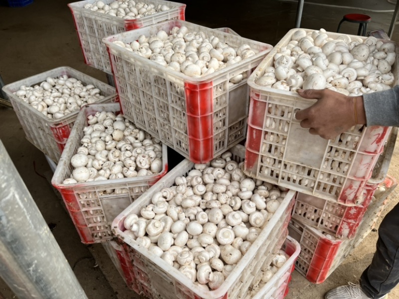 大量通货出售