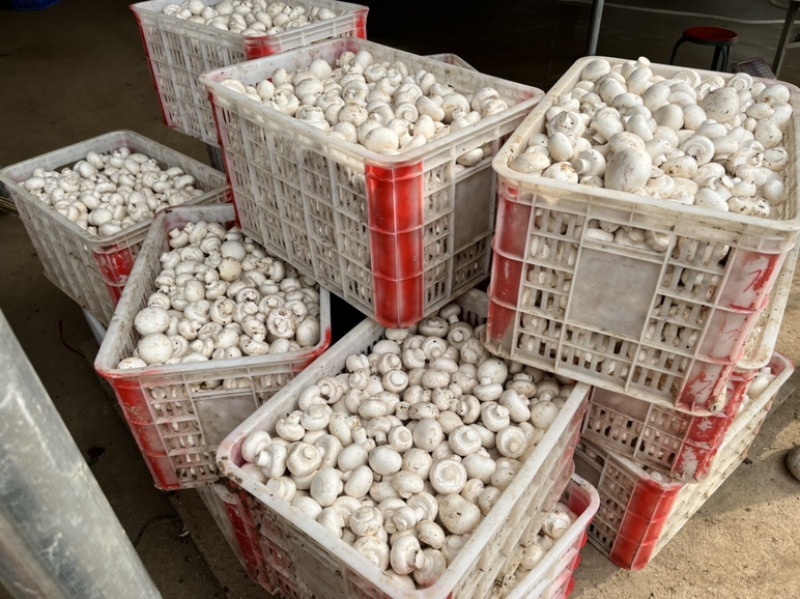 大量通货出售