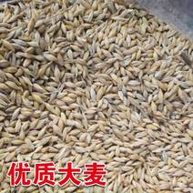 大麦种子芽苗菜种子大麦若叶青汁榨汁大麦苗优质大麦草四季播
