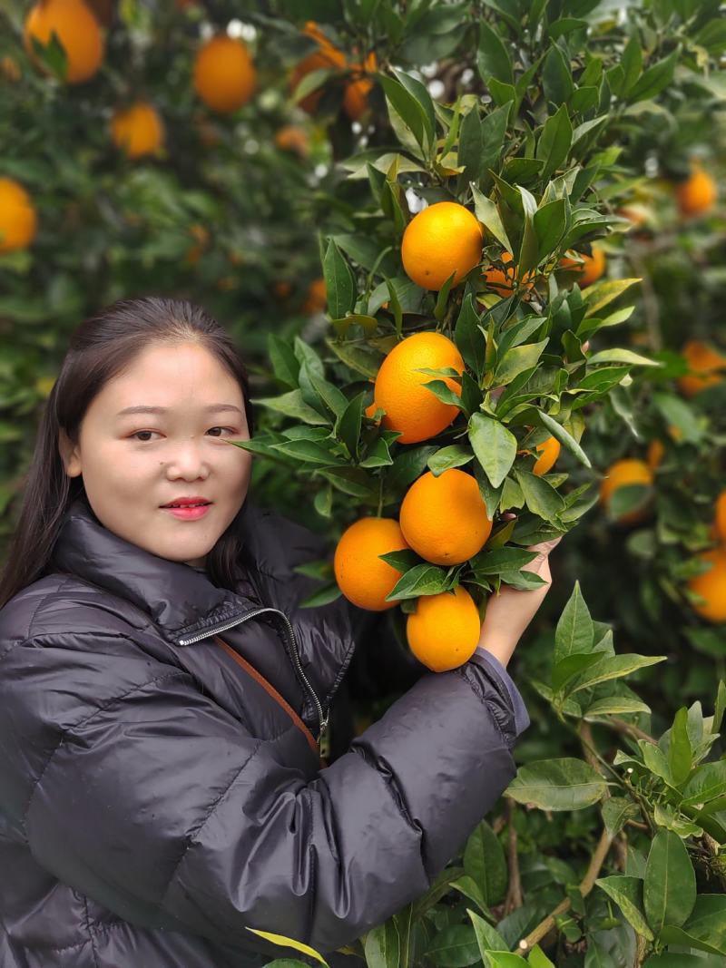 【推荐】重庆奉节县奉节脐橙产地代办货源充足欢迎了解咨询
