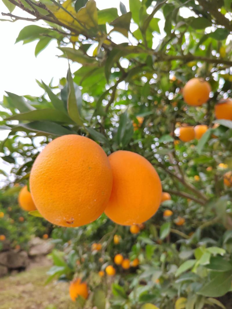 【推荐】重庆奉节县奉节脐橙产地代办货源充足欢迎了解咨询