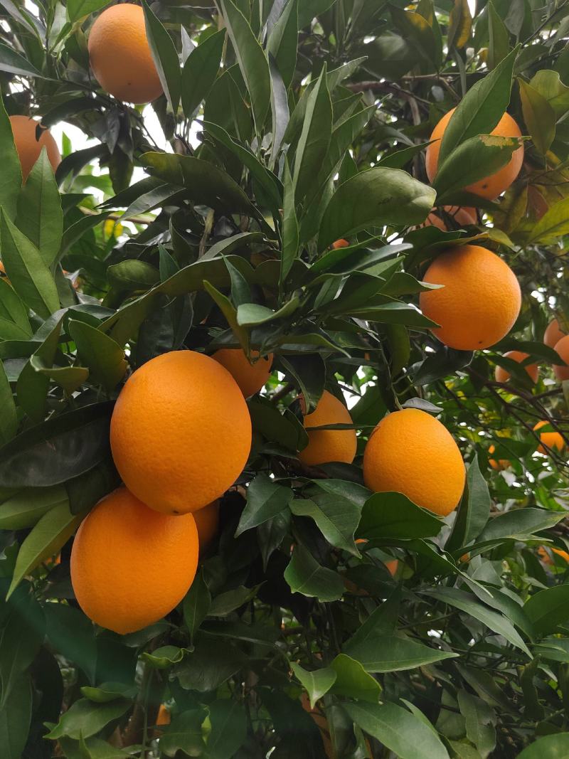 【推荐】重庆奉节县奉节脐橙产地代办货源充足欢迎了解咨询
