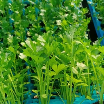 西芹苗芹菜苗穴盘芹菜苗美国西芹文图拉芹菜苗