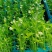 西芹苗芹菜苗穴盘芹菜苗美国西芹文图拉芹菜苗