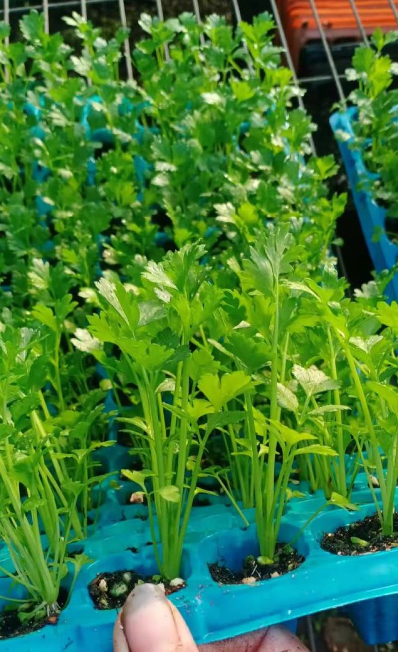 西芹苗芹菜苗穴盘芹菜苗美国西芹文图拉芹菜苗
