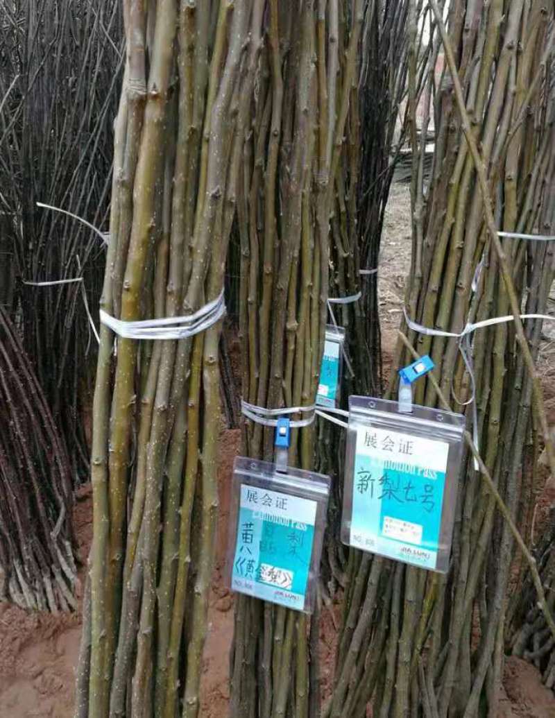 新梨7号树苗基地批发，二年苗三年苗矮化新品种付梨根系
