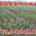 新梨7号树苗基地批发，二年苗三年苗矮化新品种付梨根系
