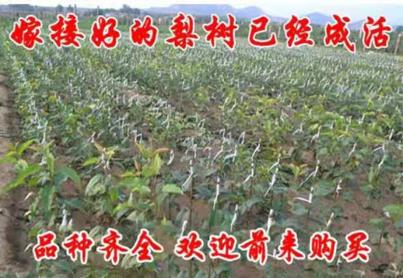 新梨7号树苗基地批发，二年苗三年苗矮化新品种付梨根系