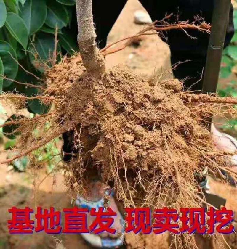 新梨7号树苗基地批发，二年苗三年苗矮化新品种付梨根系