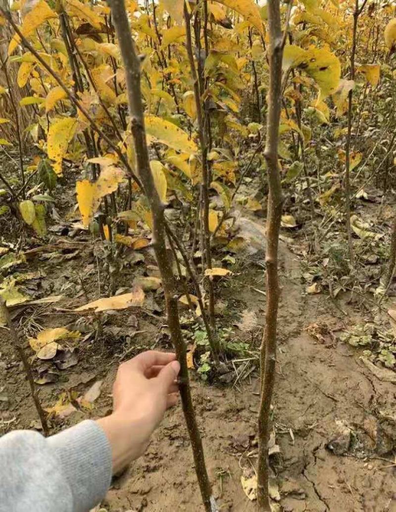 新梨7号树苗基地批发，二年苗三年苗矮化新品种付梨根系