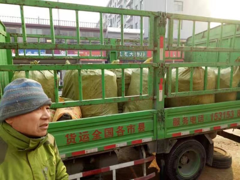新梨7号树苗基地批发，二年苗三年苗矮化新品种付梨根系