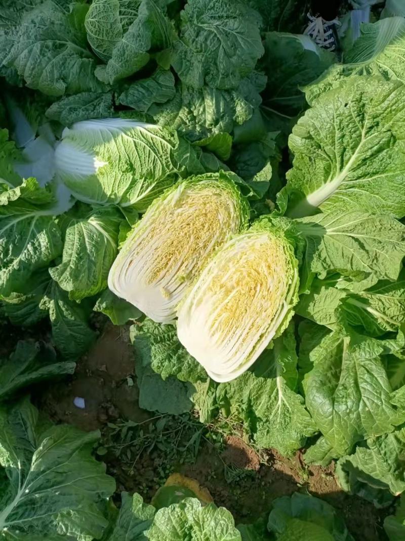 矮颗黄心大白菜净菜3-6斤，货源充足！！