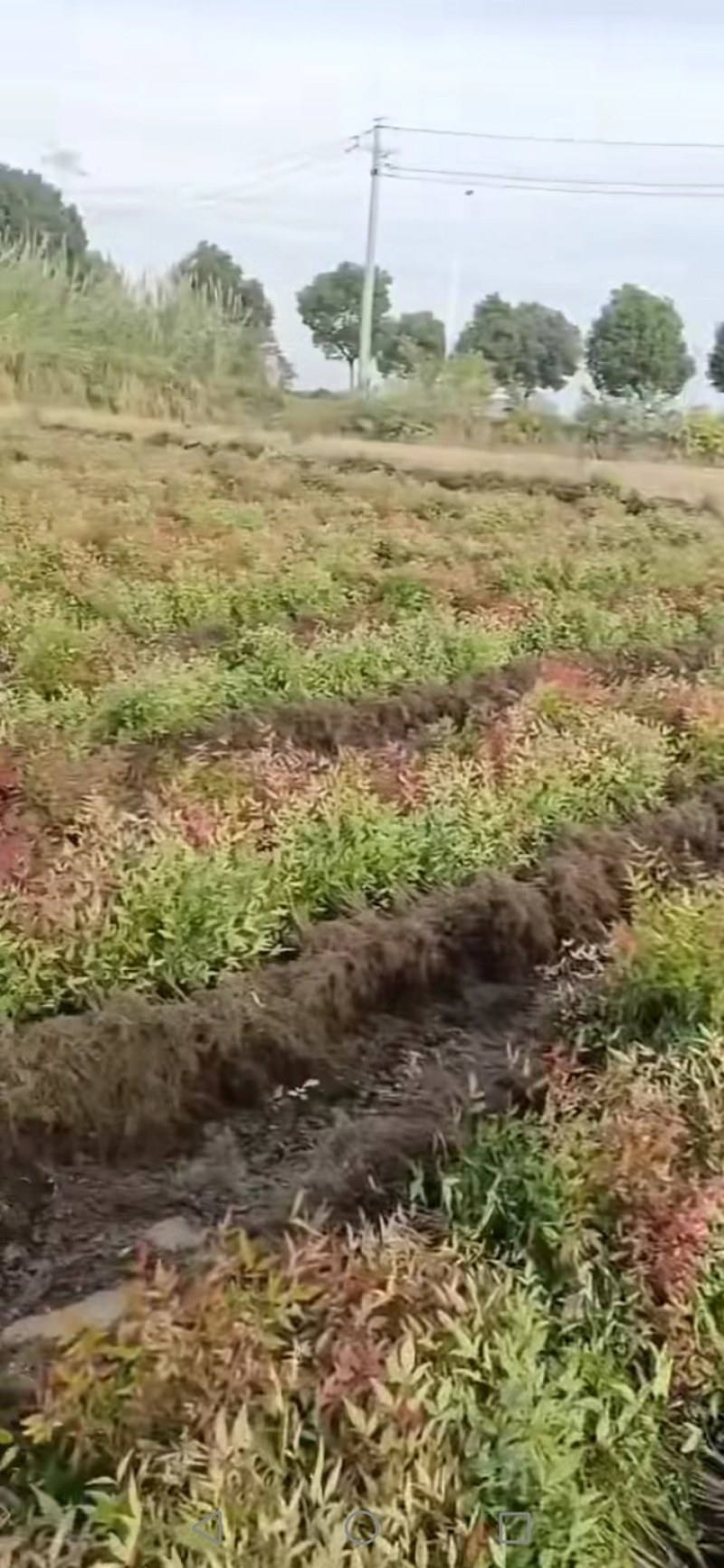 南天竹