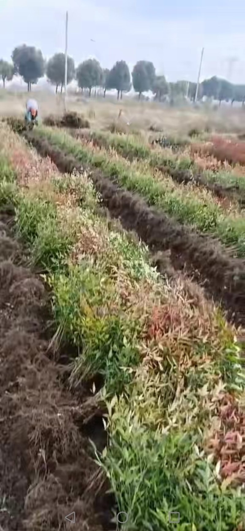 南天竹