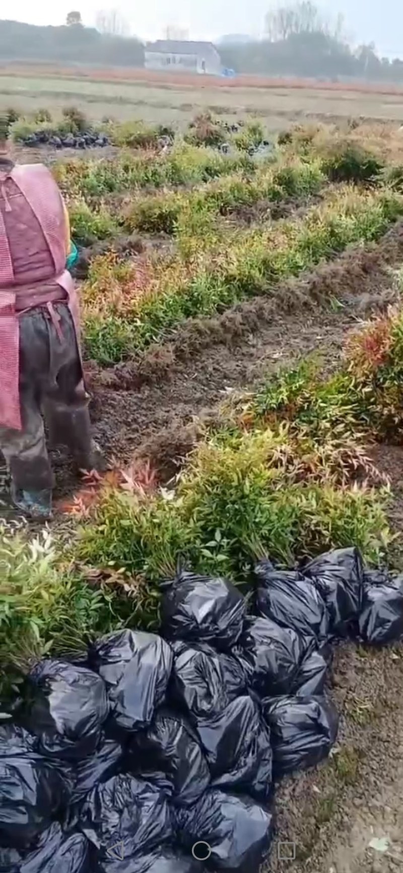 南天竹