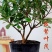 金边瑞香浓香型耐寒花卉室内观花植物金边瑞香盆栽花香满屋浓