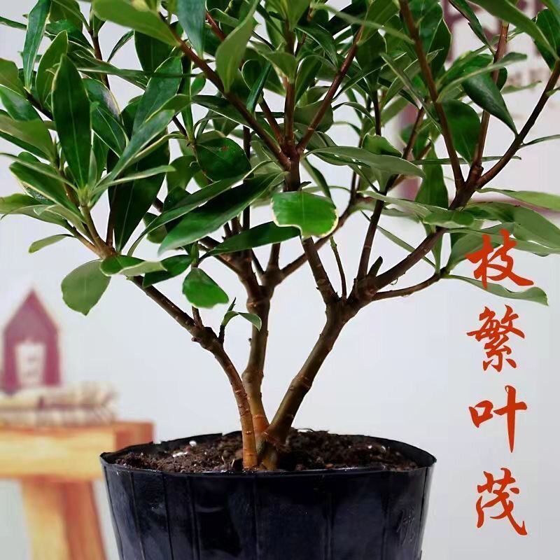 金边瑞香浓香型耐寒花卉室内观花植物金边瑞香盆栽花香满屋浓