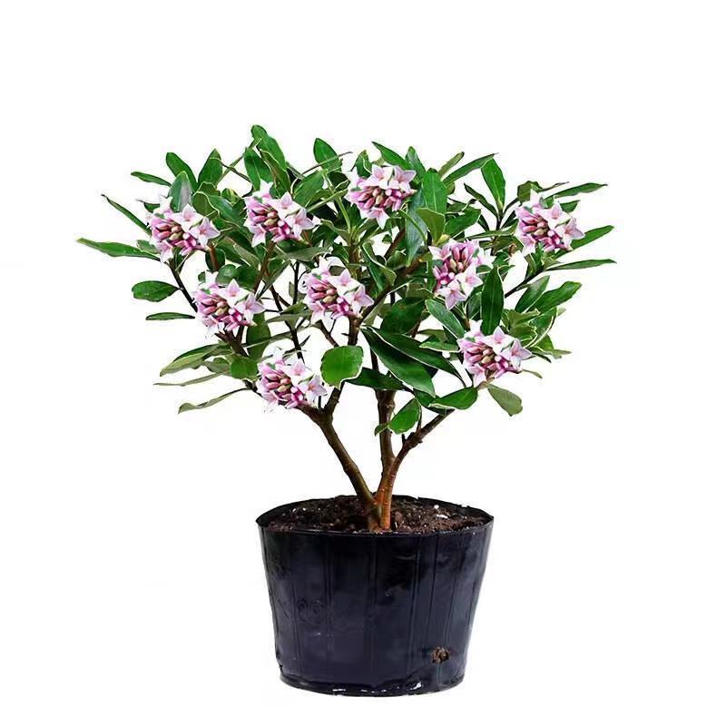 金边瑞香浓香型耐寒花卉室内观花植物金边瑞香盆栽花香满屋浓