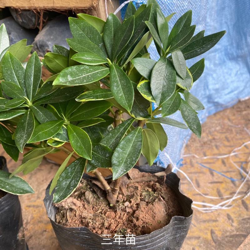 金边瑞香浓香型耐寒花卉室内观花植物金边瑞香盆栽花香满屋浓