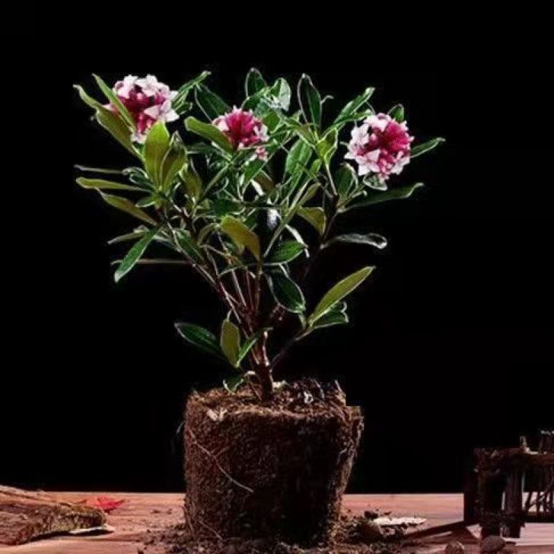金边瑞香浓香型耐寒花卉室内观花植物金边瑞香盆栽花香满屋浓