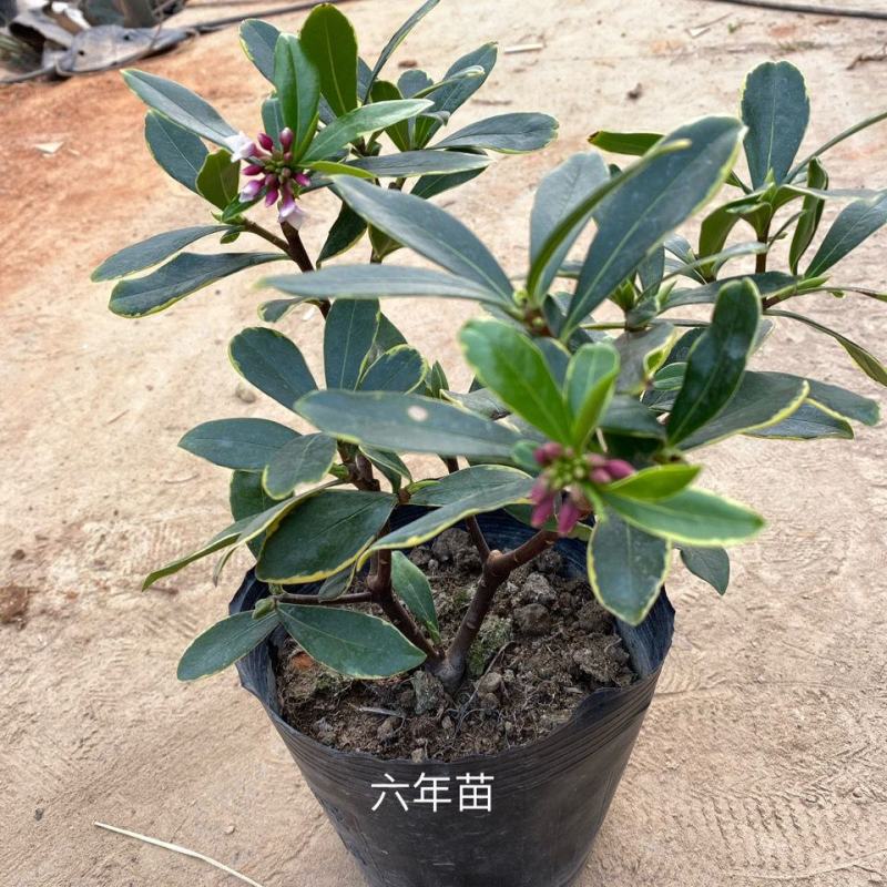 金边瑞香浓香型耐寒花卉室内观花植物金边瑞香盆栽花香满屋浓