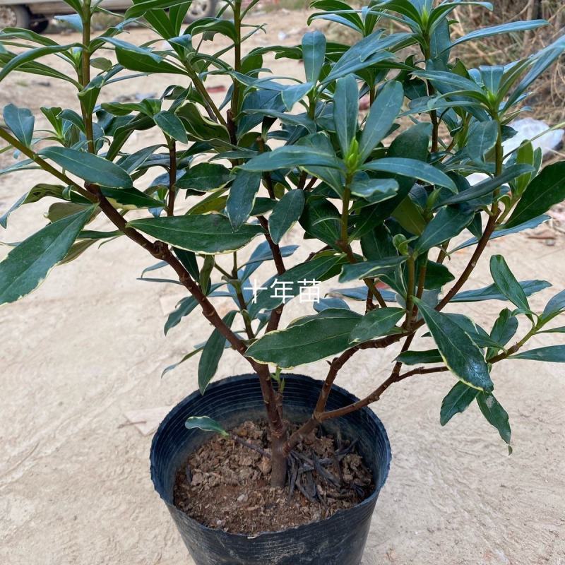 金边瑞香浓香型耐寒花卉室内观花植物金边瑞香盆栽花香满屋浓