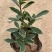 金边瑞香浓香型耐寒花卉室内观花植物金边瑞香盆栽花香满屋浓