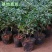 金边瑞香浓香型耐寒花卉室内观花植物金边瑞香盆栽花香满屋浓