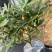 金边瑞香浓香型耐寒花卉室内观花植物金边瑞香盆栽花香满屋浓