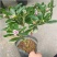 金边瑞香浓香型耐寒花卉室内观花植物金边瑞香盆栽花香满屋浓