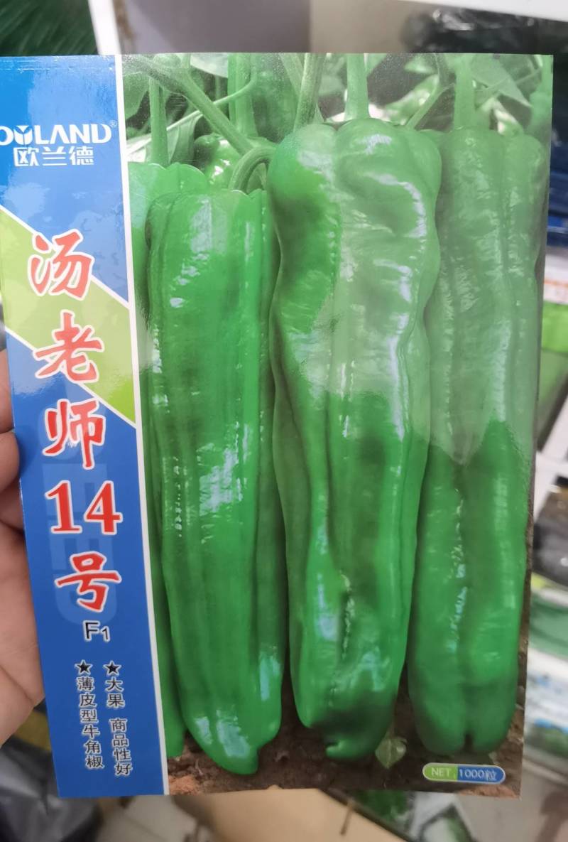 高品质！汤老师14号薄皮泡椒种子，大果苏椒牛角椒辣椒种子