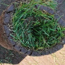 草坪基地直销，品种全数量多质优价廉欢迎各界老板莅临指