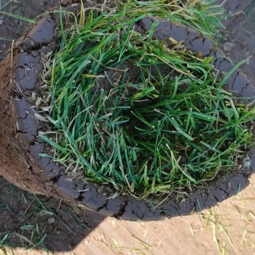 草坪基地直销，品种全数量多质优价廉欢迎各界老板莅临指