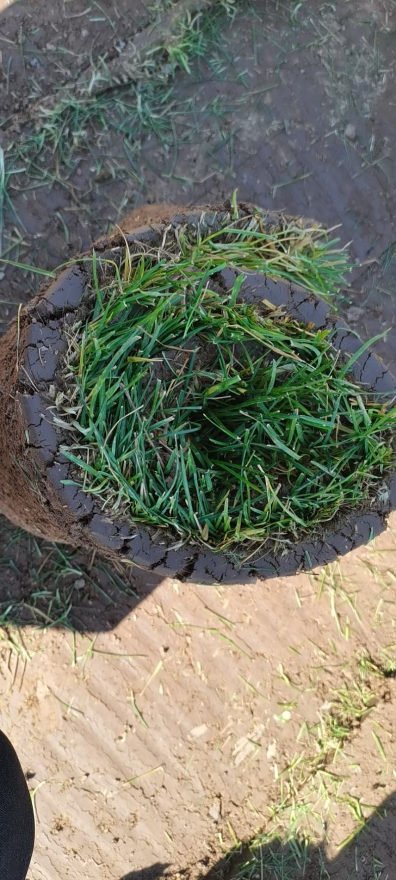 草坪基地直销，品种全数量多质优价廉欢迎各界老板莅临指