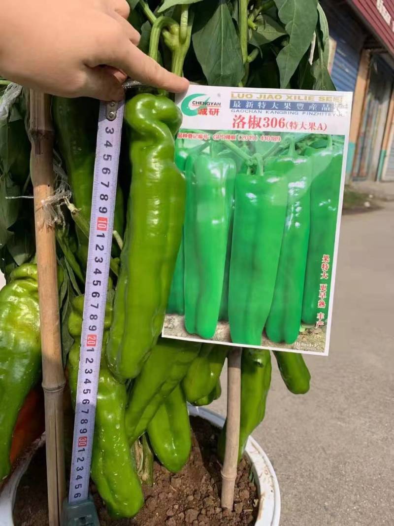 洛椒306辣椒种子特大果高产泡椒种子耐低温耐高温露地大