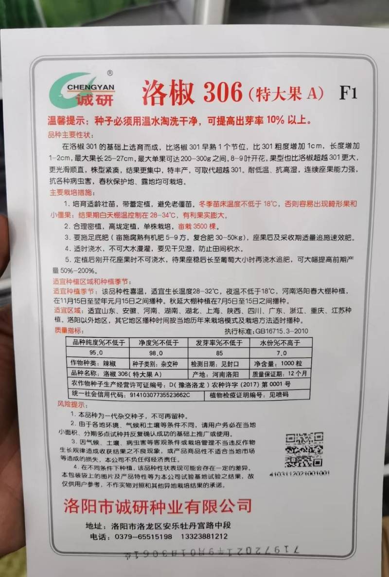 洛椒306辣椒种子特大果高产泡椒种子耐低温耐高温露地大