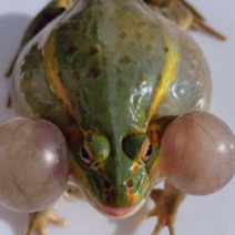 青蛙黑斑蛙生态养殖基地出售精品各类规格蛙