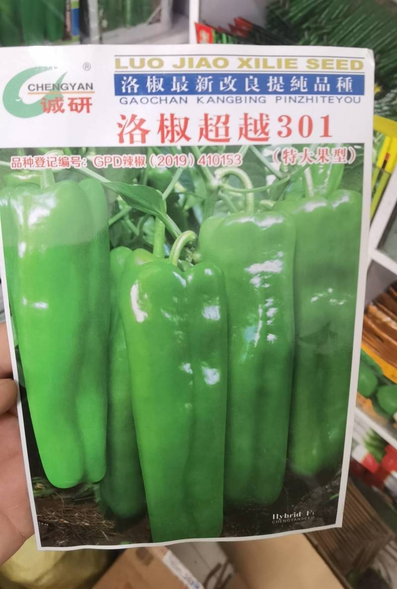 洛椒306辣椒种子特大果高产泡椒种子耐低温耐高温露地大