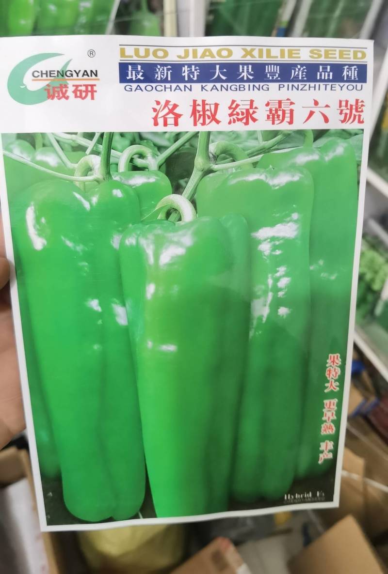 洛椒306辣椒种子特大果高产泡椒种子耐低温耐高温露地大