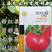 申粉16番茄种子西红柿种籽无线生长粉红果耐裂抗病露地
