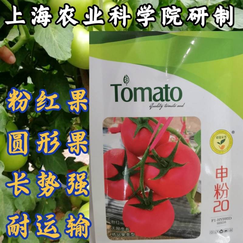 申粉20番茄种子上海农科院培育粉红大果耐运输番茄西红柿