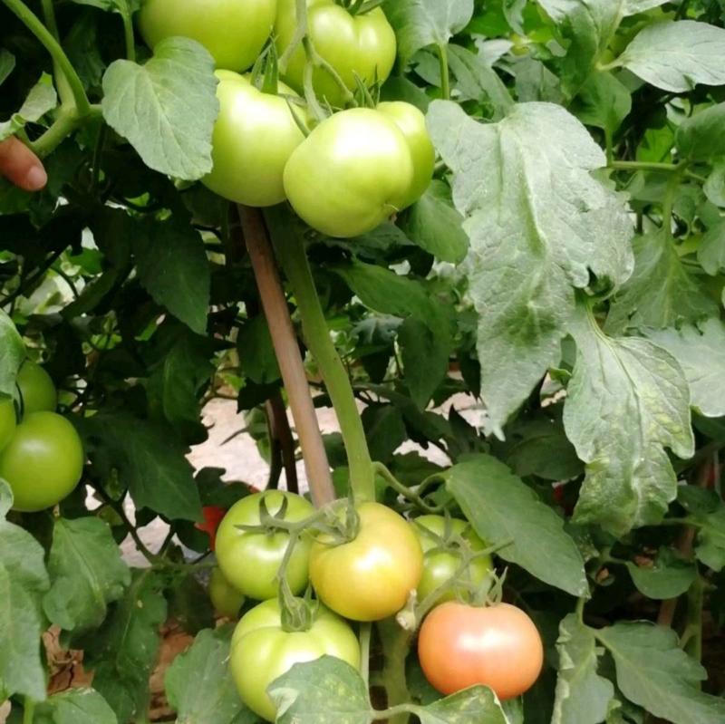 申粉20番茄种子上海农科院培育粉红大果耐运输番茄西红柿