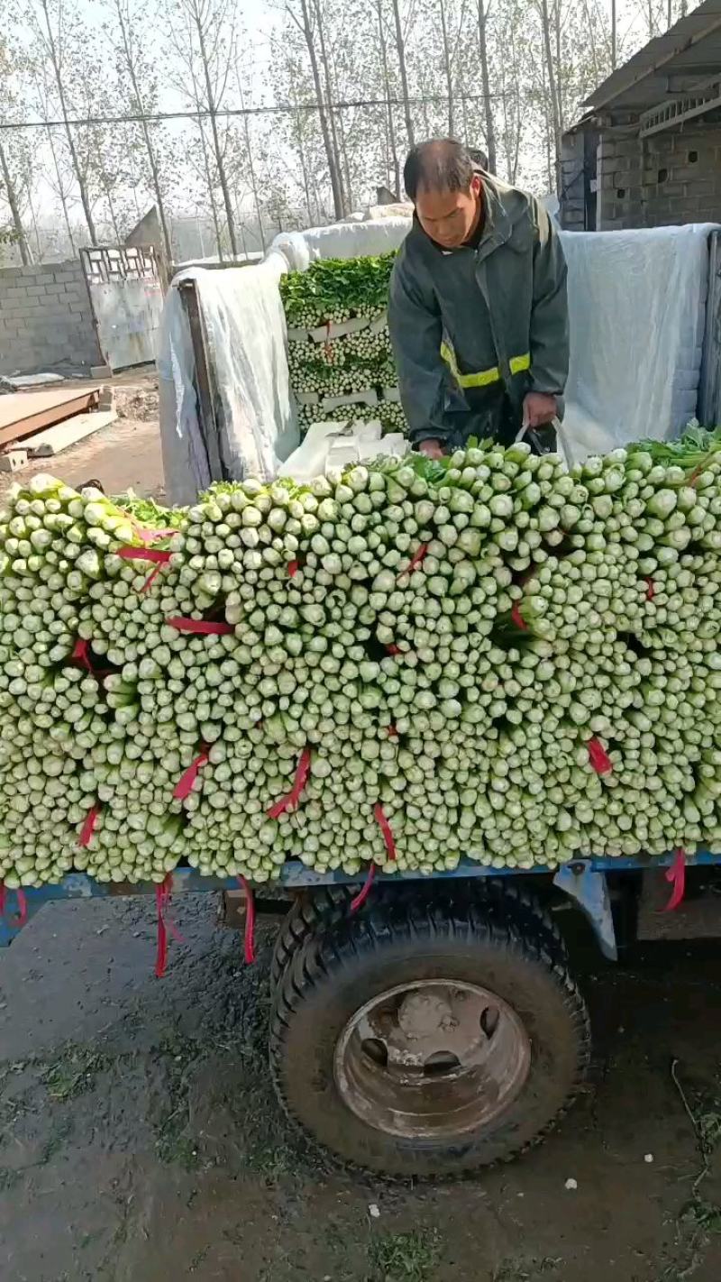 夏邑芹菜大量上市，西芹质量高，欢迎新老客户订购全国发货