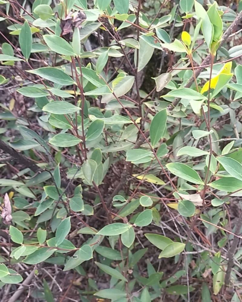 了哥王，纯根，鲜货干净，产地江西，一手货源，自己挖的，