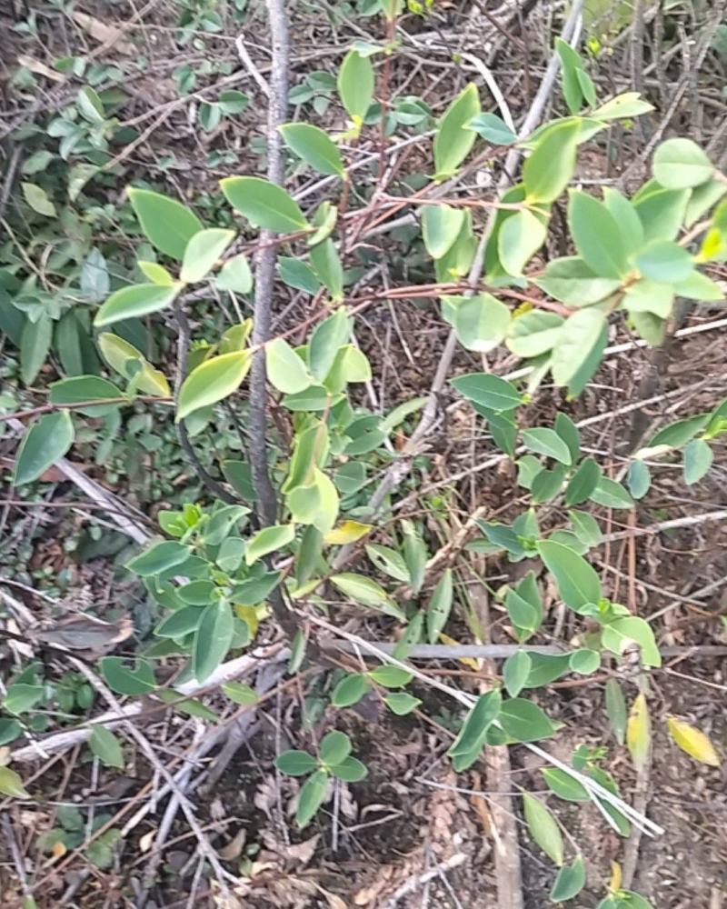 了哥王，纯根，鲜货干净，产地江西，一手货源，自己挖的，