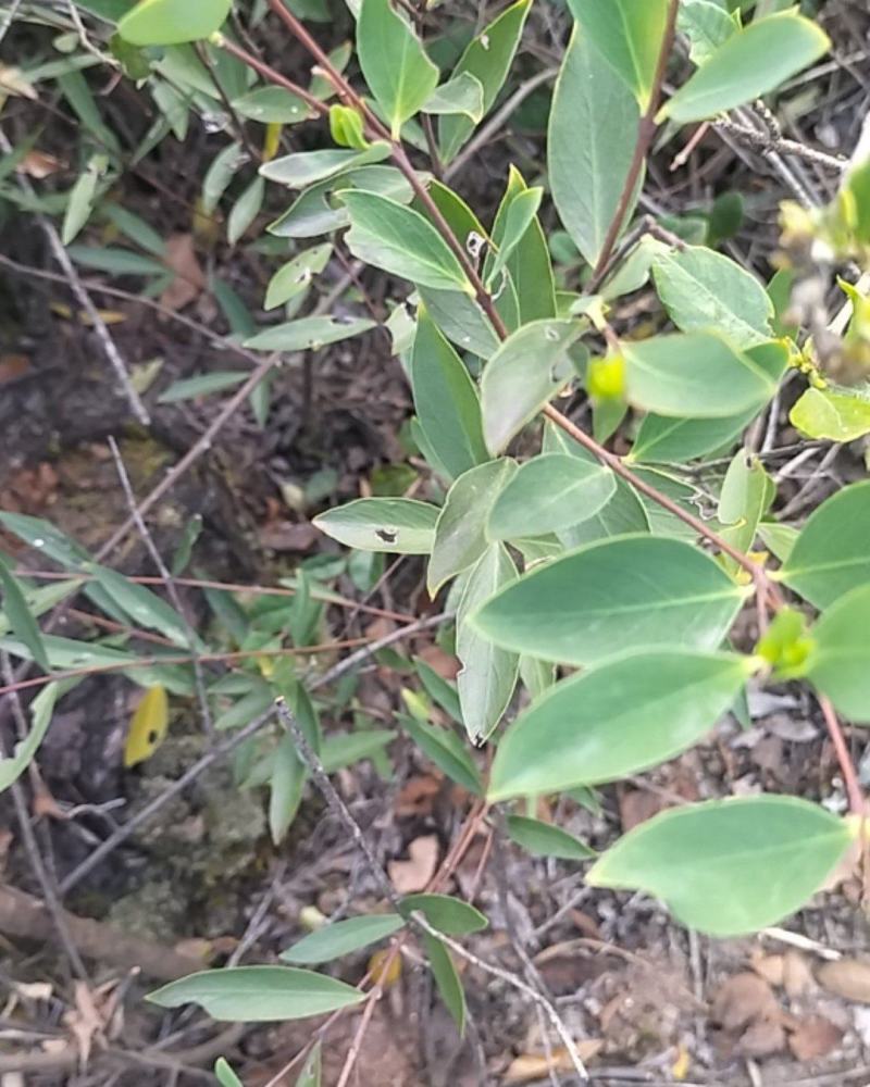 了哥王，纯根，鲜货干净，产地江西，一手货源，自己挖的，
